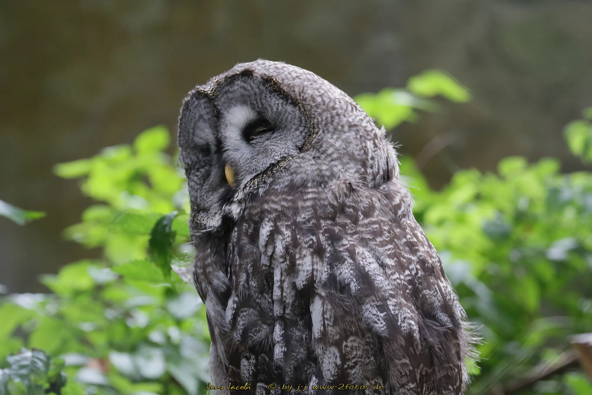 Bartkauz Strix nebulosa -
