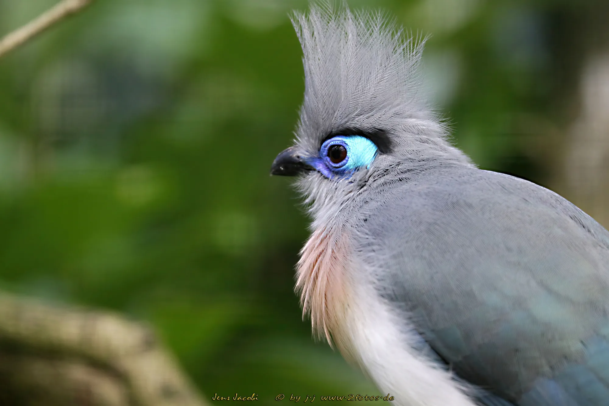 Spitzschopf-Seidenkuckuck Weltvogelpark Walsrode