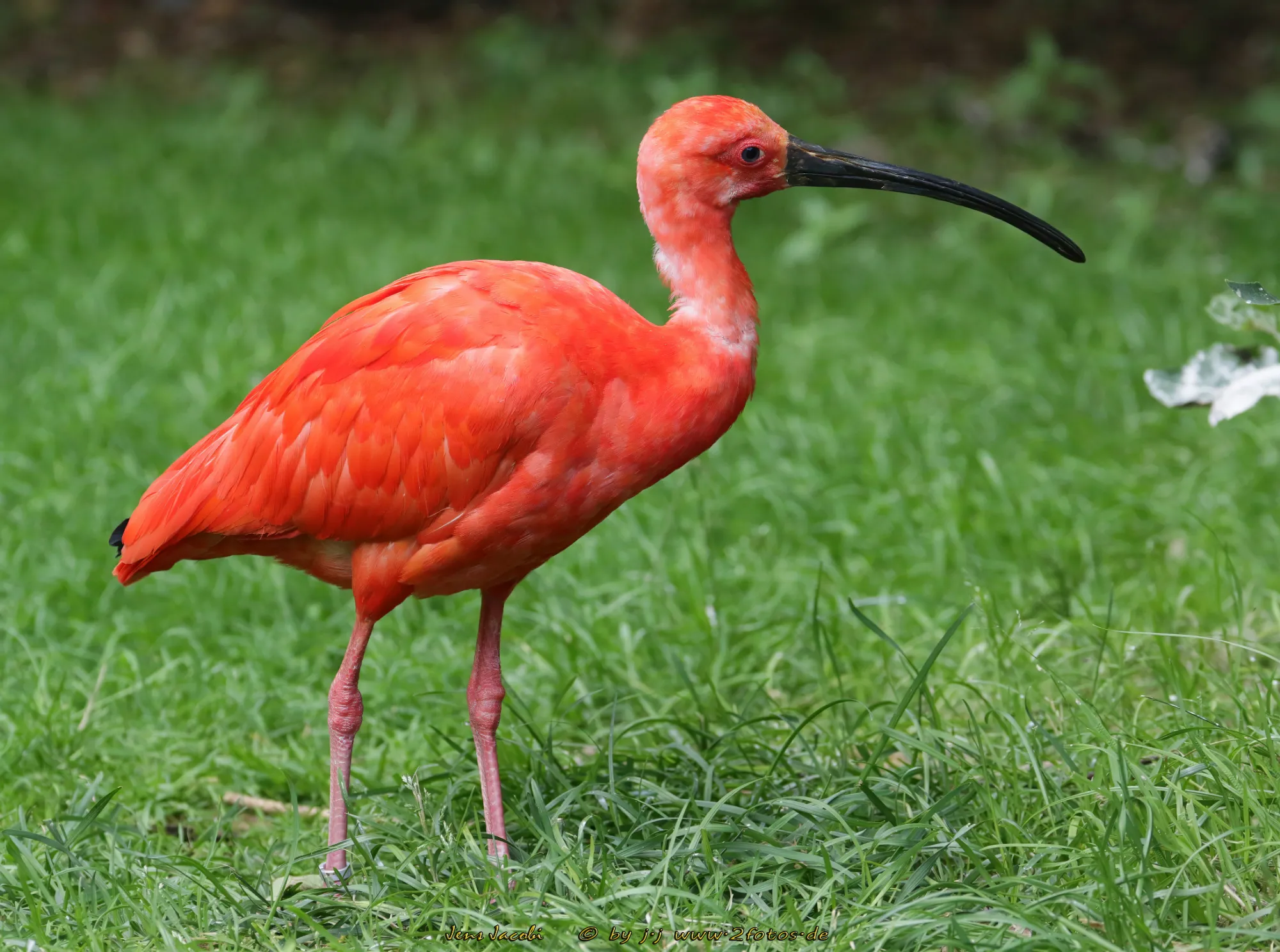 Roter Ibis Weltvogelpark Walsrode