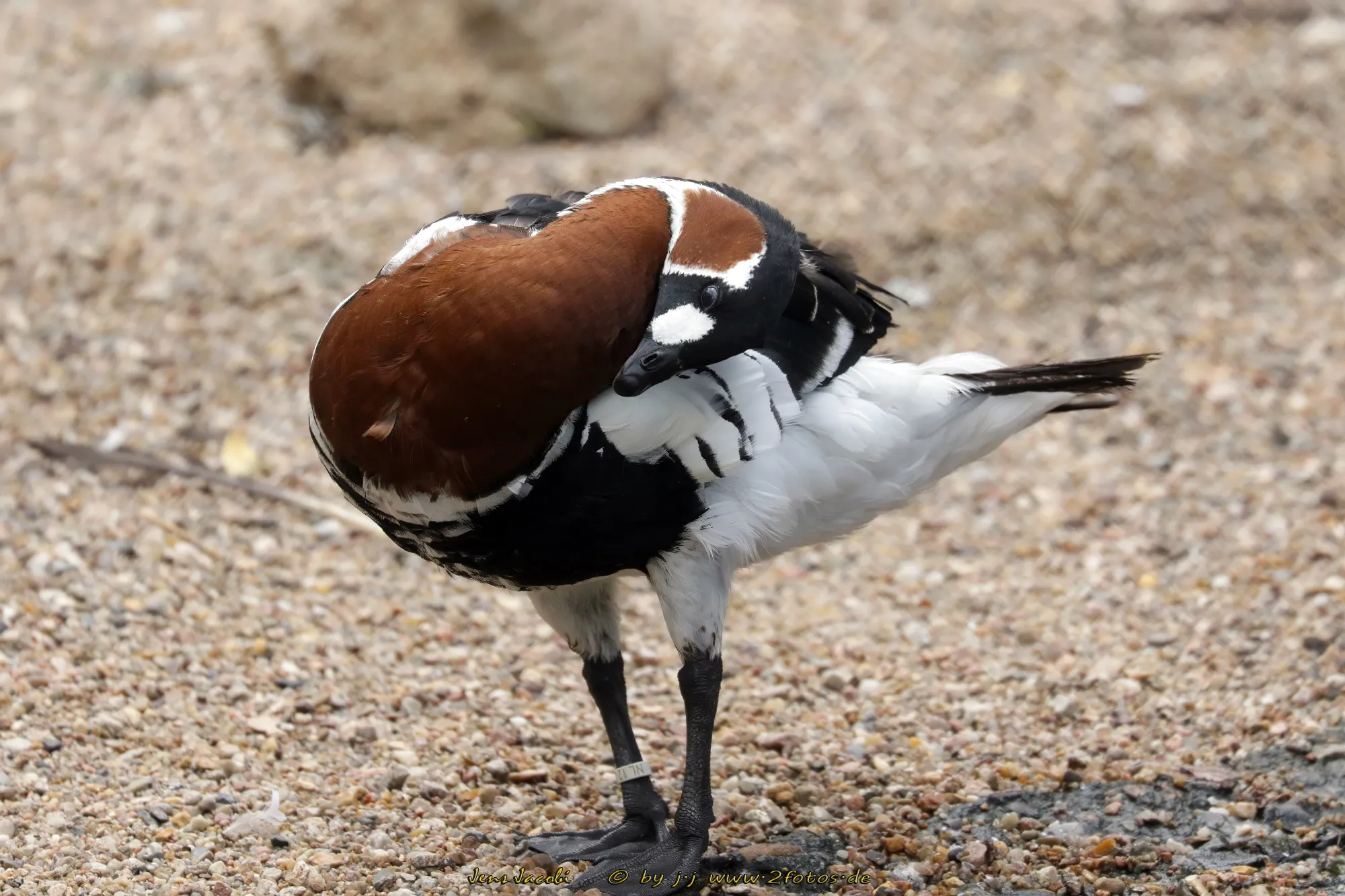Rothalsgans Branta ruficollis -