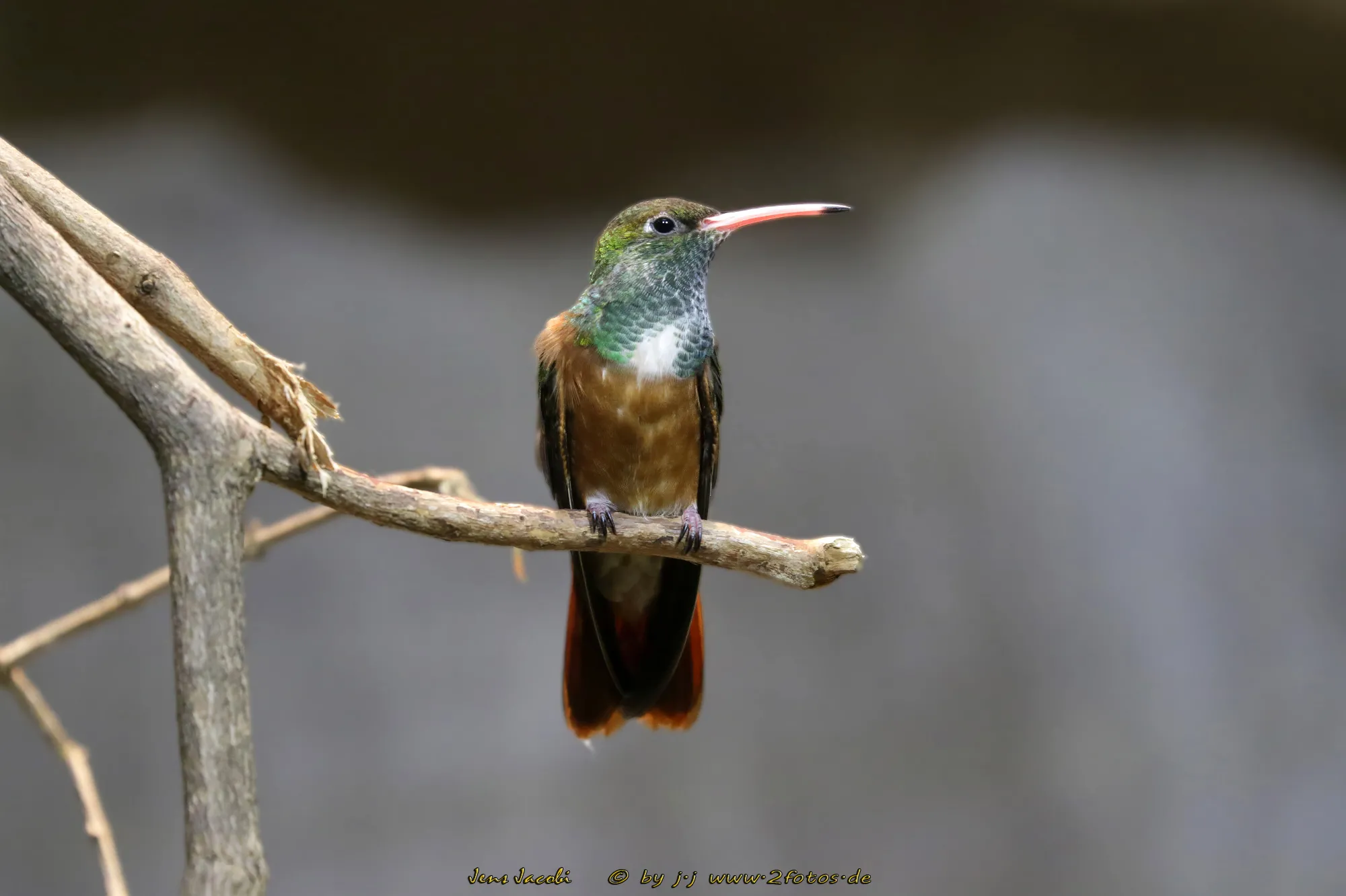 Braunschwanzamazilie Amazilia tzacatl -