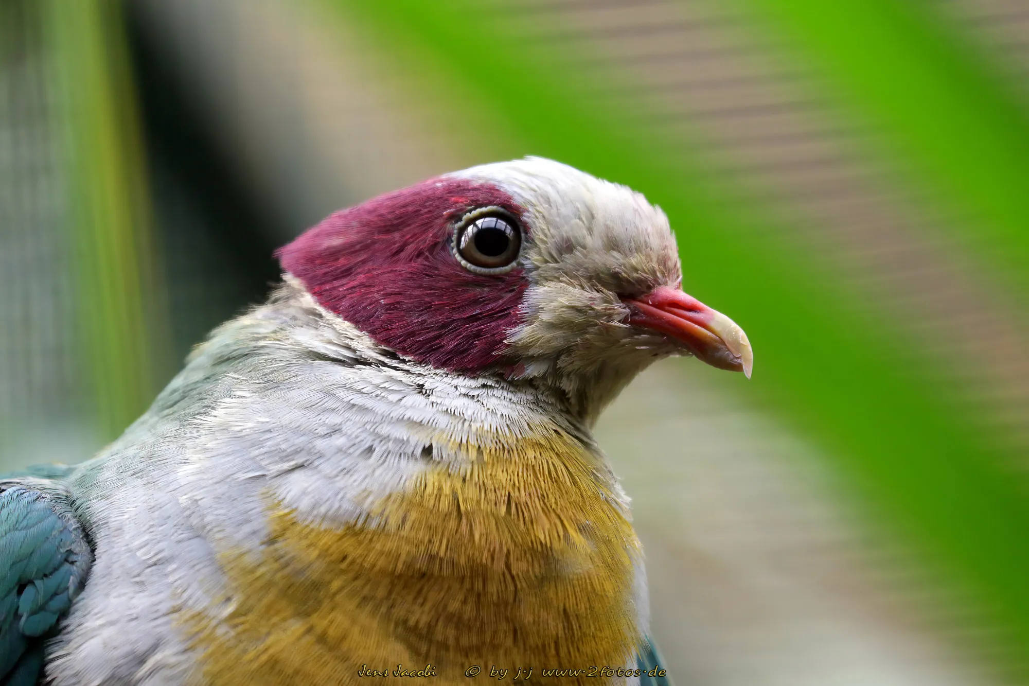 Gelbbrust-Fruchttaube Ramphiculus occipitalis -
