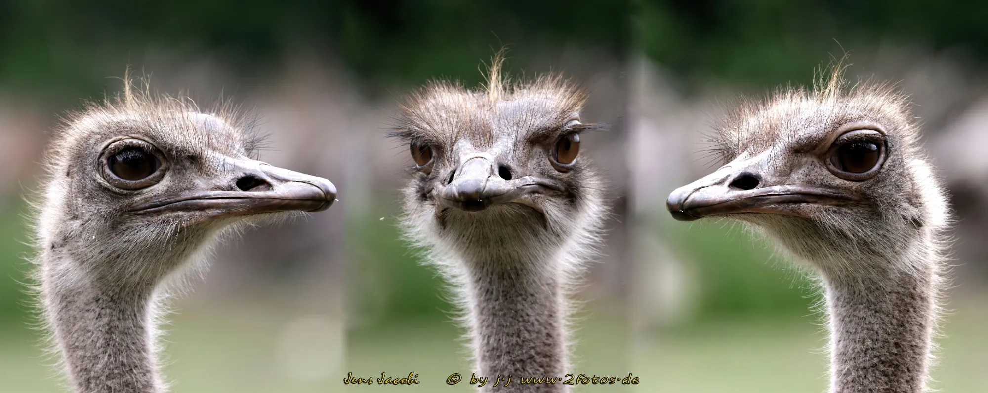 Strauß Serengeti-Park