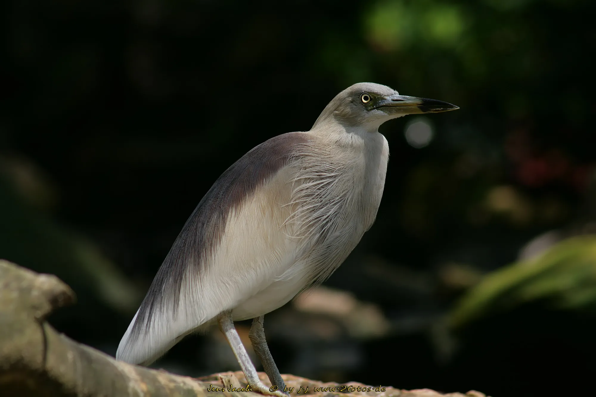 Reiher 