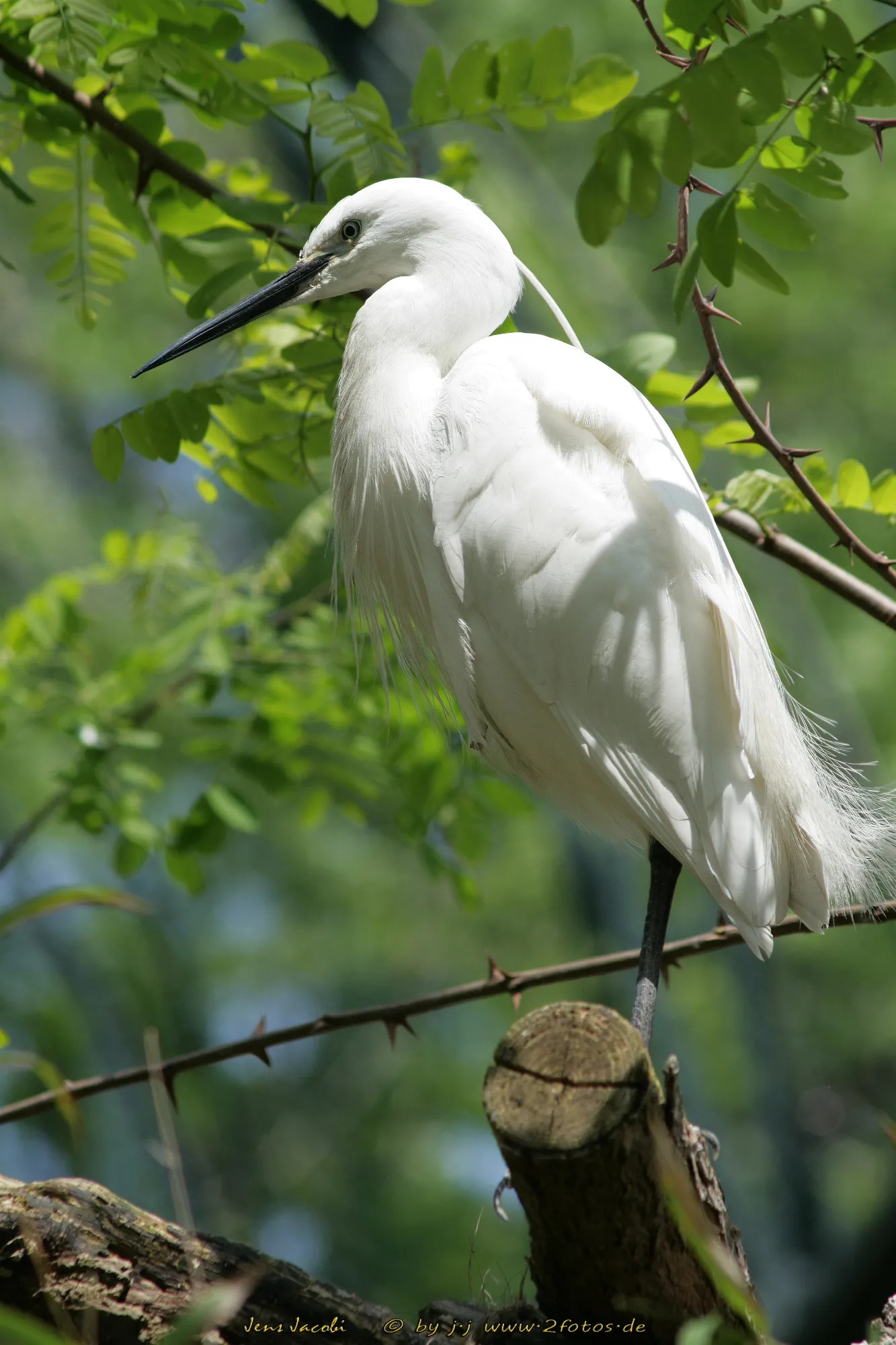 Seidenreiher Egretta garzetta