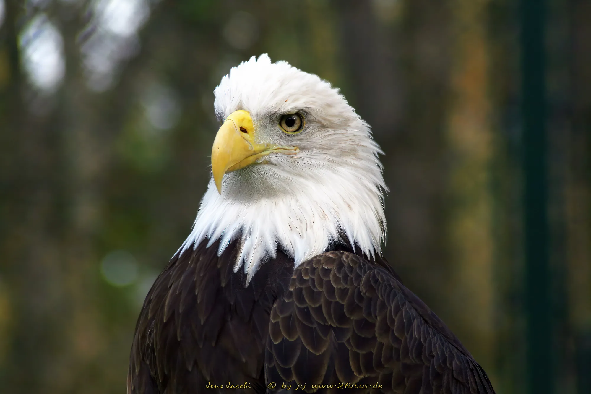 Weißkopfseeadler Haliaeetus leucocephalus
