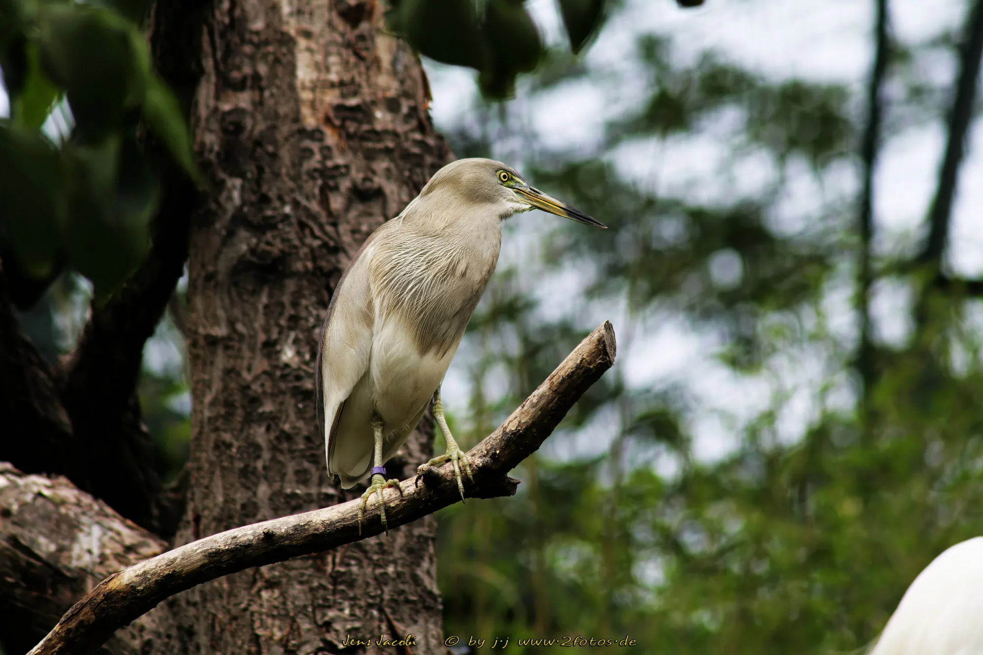 Rallenreiher Ardeola ralloides