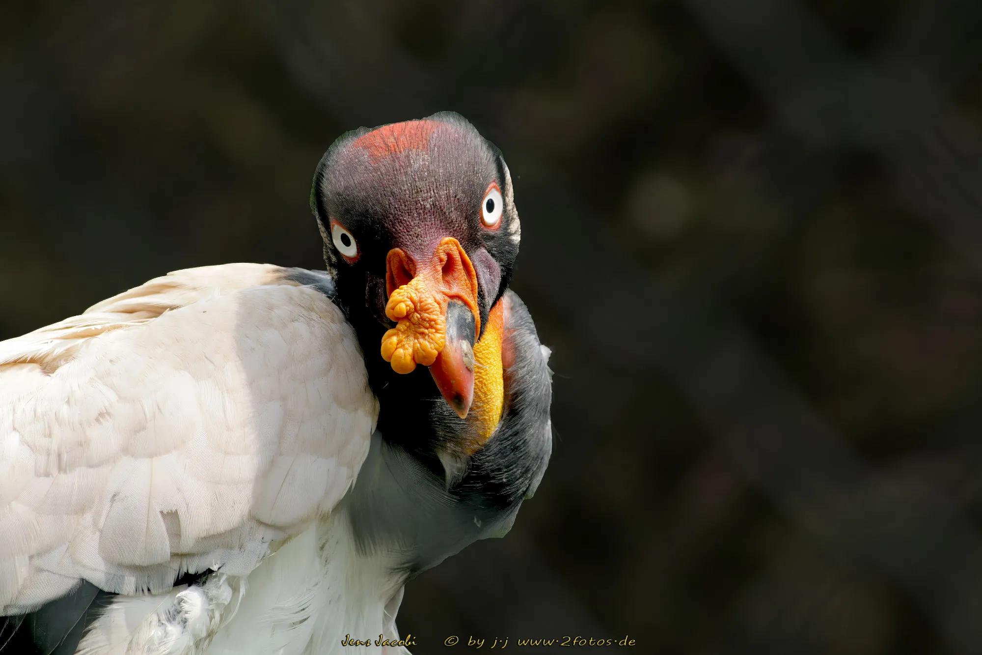 Königsgeier Sarcoramphus papa