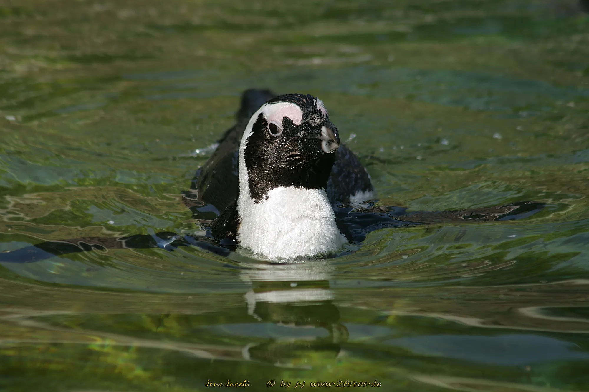Brillenpinguin Spheniscus demersus
