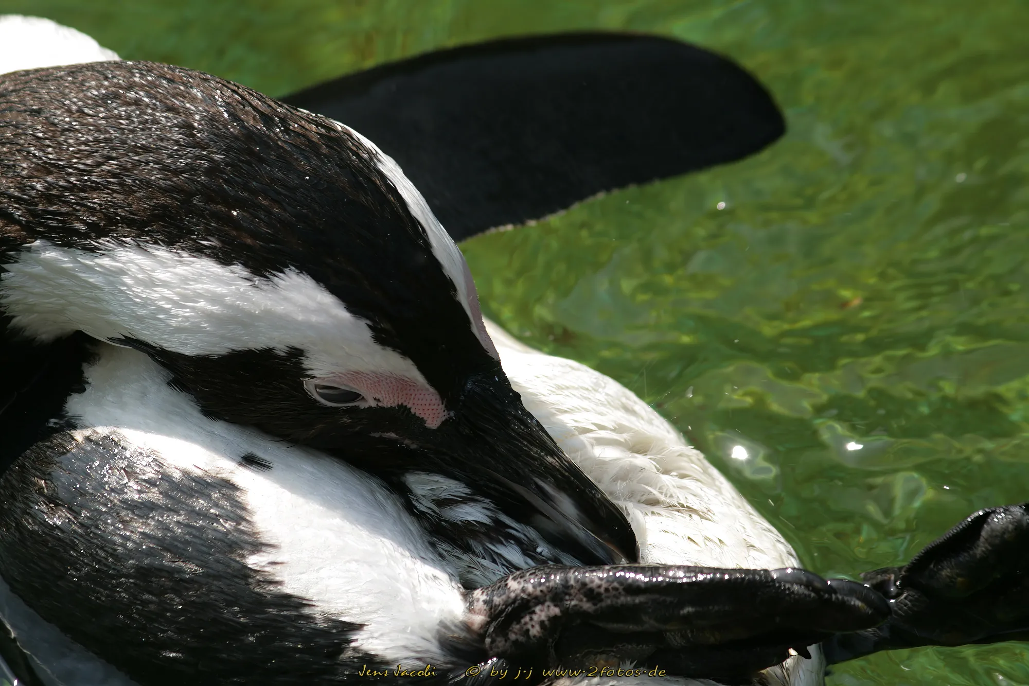 Brillenpinguin Spheniscus demersus