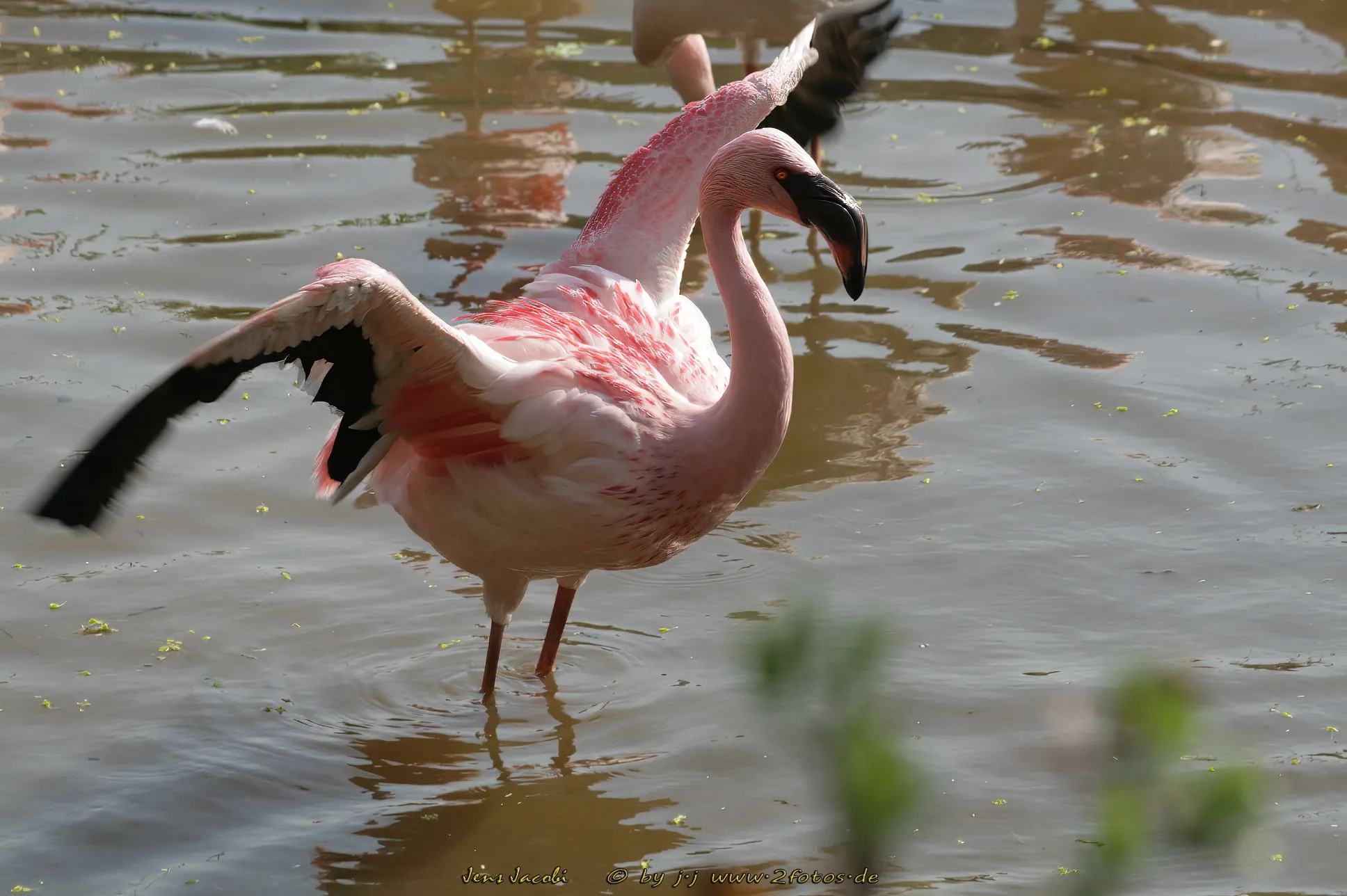 Flamingo 