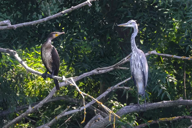 Graureiher Kormoran ${LG} ${LP} ${GDescription}