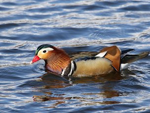 Enten