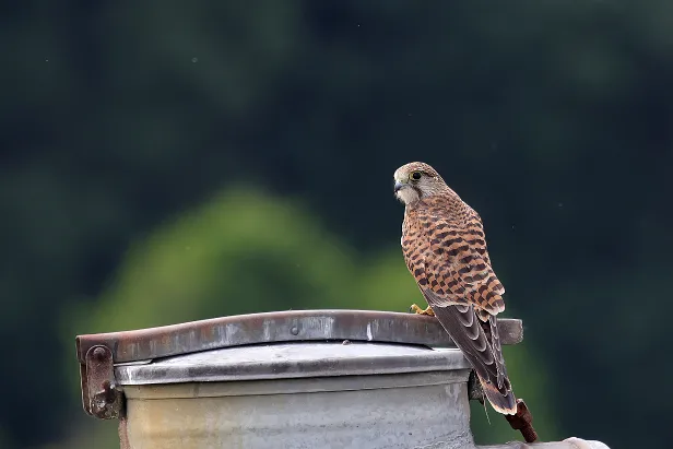 Turmfalke