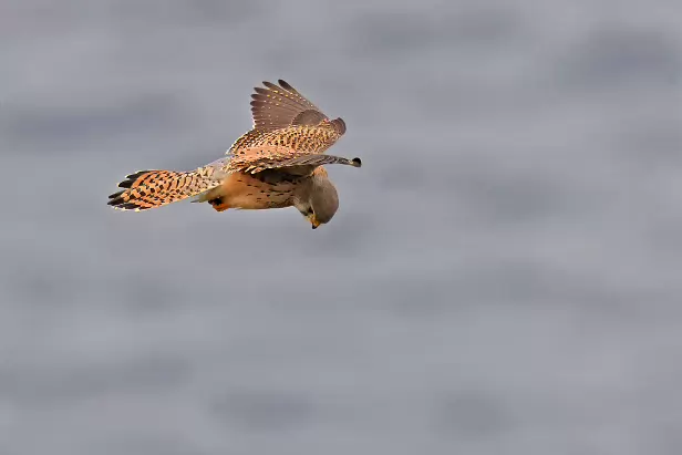 Turmfalke