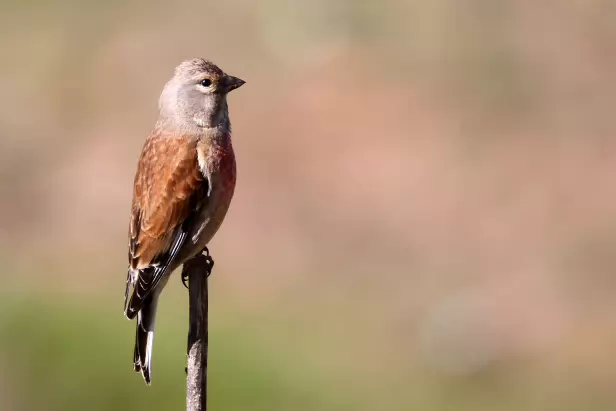 Bluthänfling
