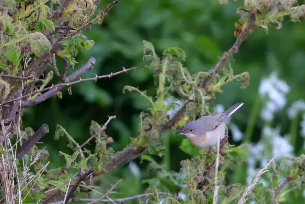 Balkan Bartgrasmücke