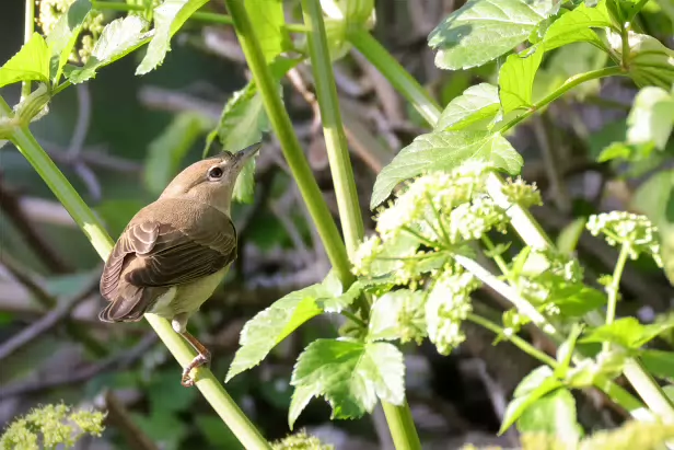 Gartengrasmücke Gartengrasmücke
