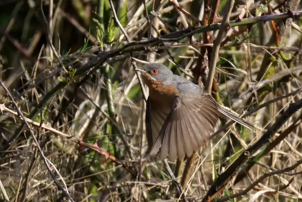 Iberien Bartgrasmücke