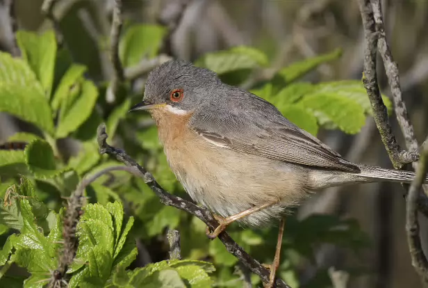 Iberien Bartgrasmücke
