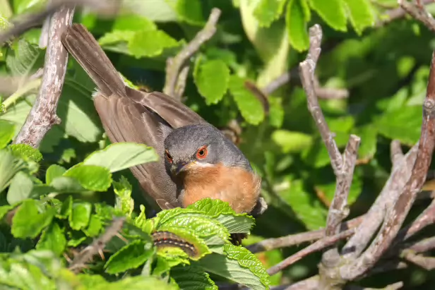 Iberien Bartgrasmücke