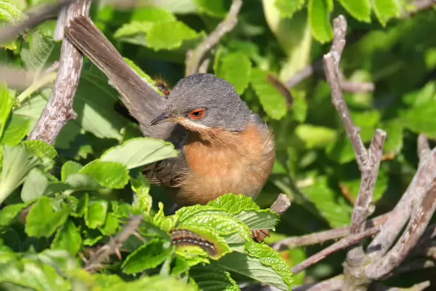 Iberien Bartgrasmücke