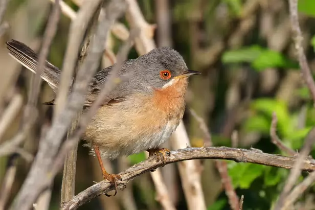 Iberien Bartgrasmücke