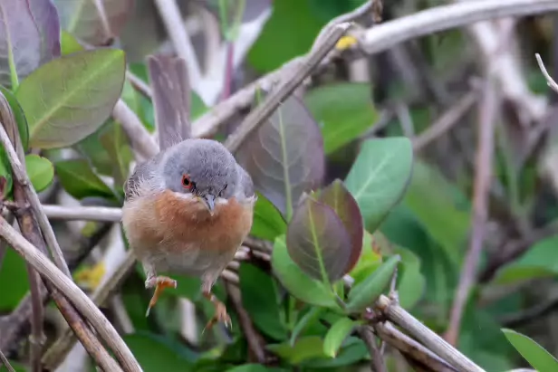 Iberien Bartgrasmücke