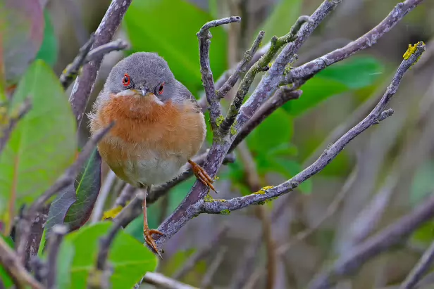 Iberien Bartgrasmücke