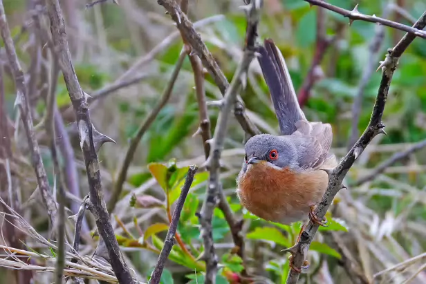 Iberien Bartgrasmücke