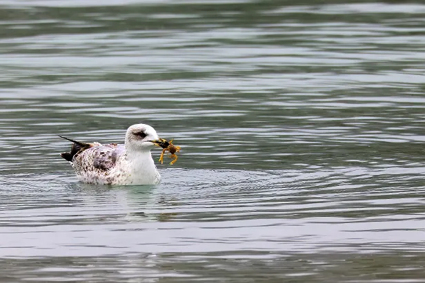 Mittelmehrmöwe