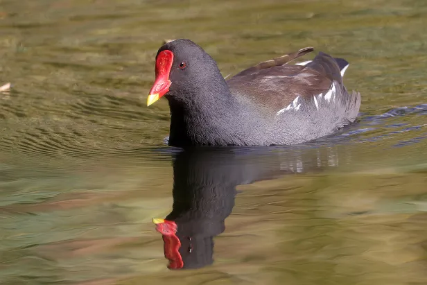 Teichhuhn