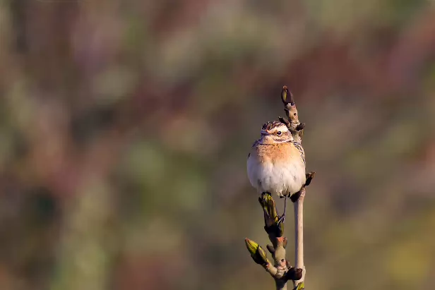 Braunkehlchen