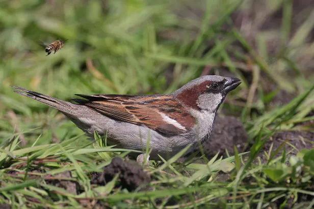 Haussperling Sommerweide
