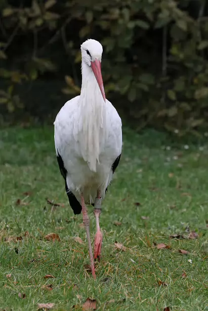 Weißstorch Affenberg Salem
