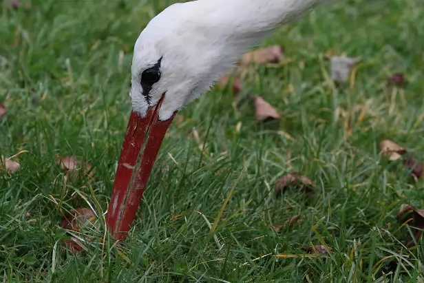 Weißstorch Affenberg Salem
