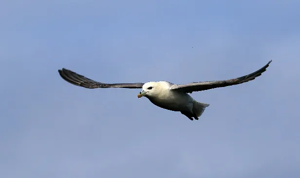 Eissturmvogel