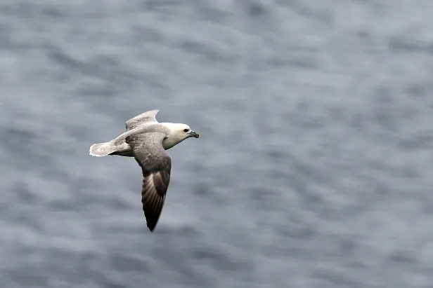 Eissturmvogel