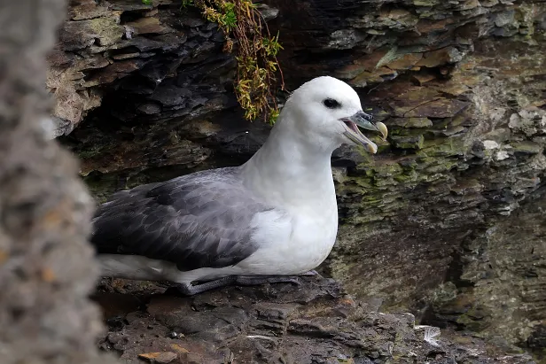 Eissturmvogel