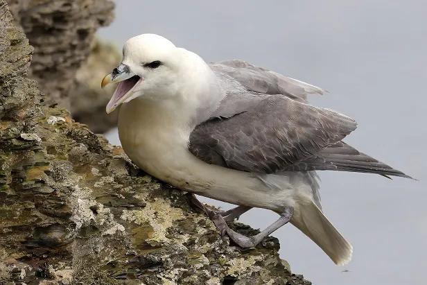 Eissturmvogel