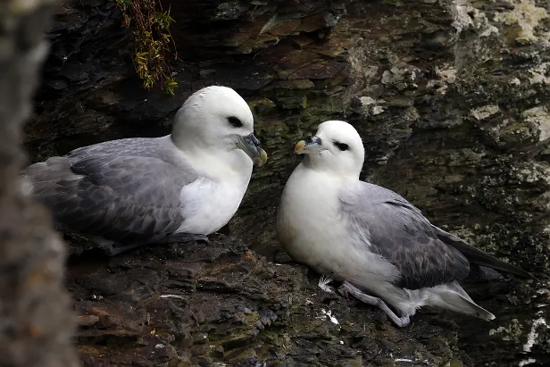 Eissturmvogel