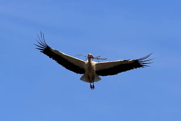 Weißstorch