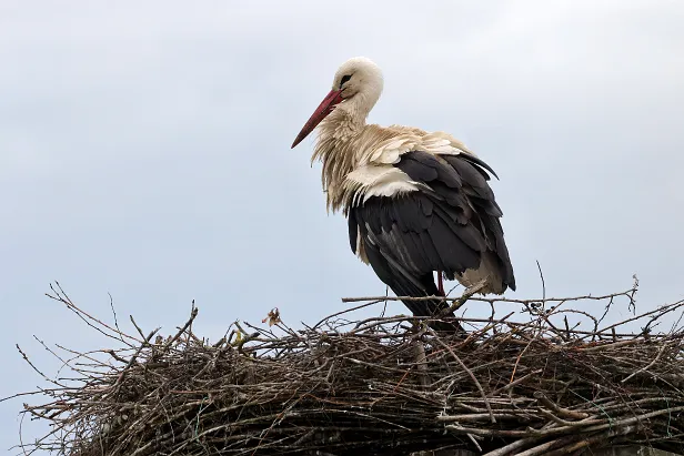 Weißstorch