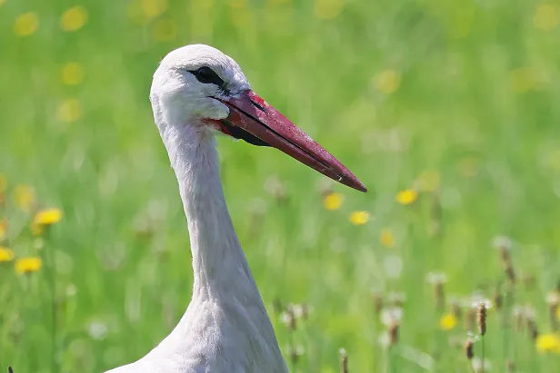 Weißstorch