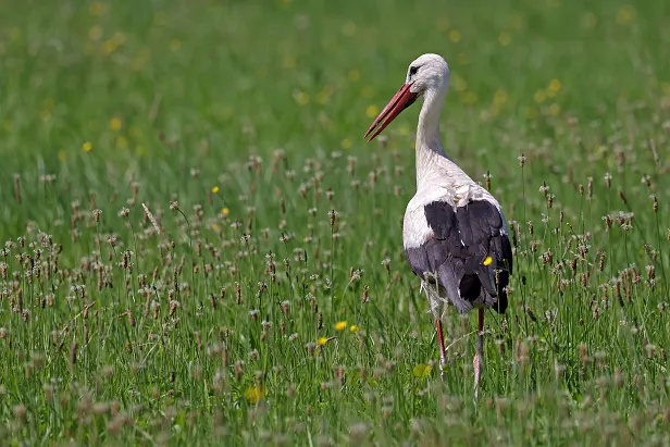 Weißstorch