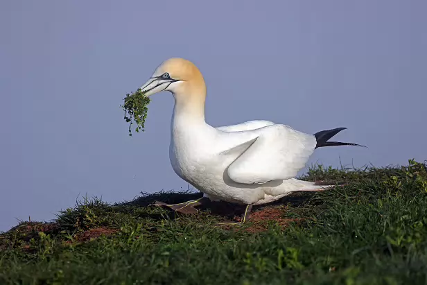 Basstölpel Lummenfelsen