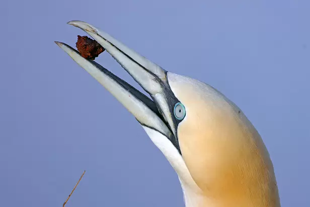 Basstölpel Lummenfelsen