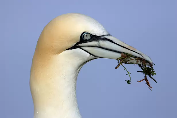 Basstölpel Lummenfelsen