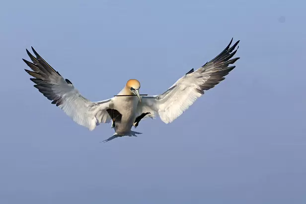 Basstölpel Lummenfelsen
