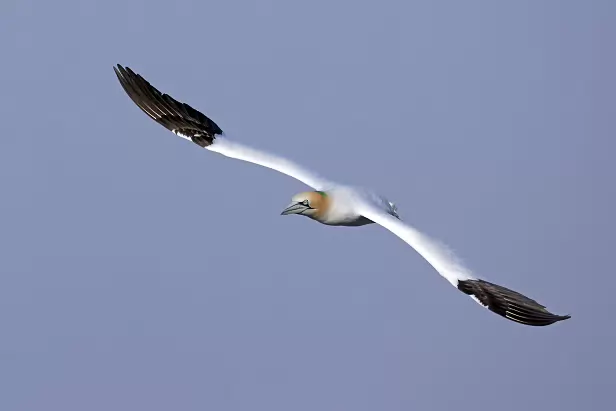 Basstölpel Lummenfelsen